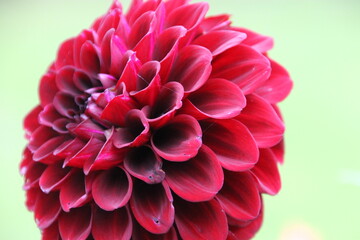 Fototapeta na wymiar Dahlia flower macro