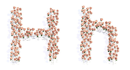 Concept or conceptual set of beautiful blooming pink roses bouquets forming the font H. 3d illustration metaphor for education, design and decoration, romance and love, nature, spring or summer.