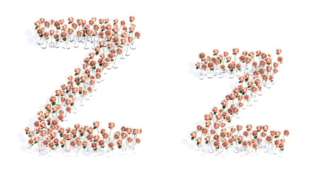 Concept or conceptual set of beautiful blooming pink roses bouquets forming the font Z. 3d illustration metaphor for education, design and decoration, romance and love, nature, spring or summer.