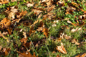 Fallen to the ground dry maple foliage in the autumn season
