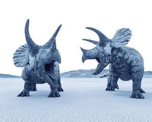 two triceratops are calling the others in the desert on the afternoon close up view