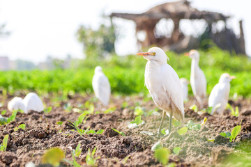 A group of egret birds in the field