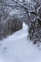 Snowy wintery path through the woods