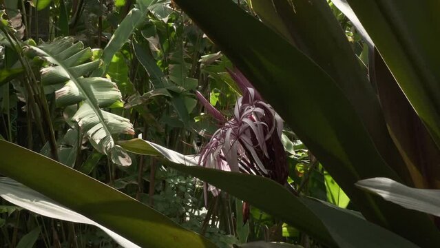 Crinum asiaticum. Lirios rosas y blancos entre plantas tropicales en jard&iacute;n.