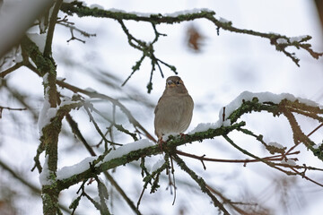 Sparrow sits on the branches of a tree