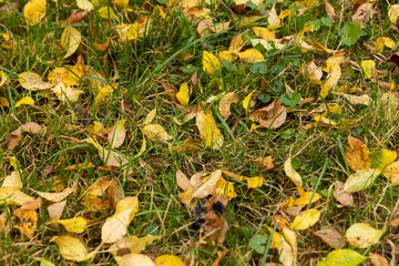 yellow foliage of trees on green grass in autumn