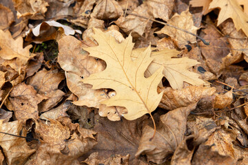 Autumn foliage on trees in Europe