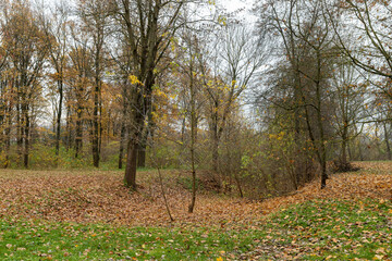 Autumn foliage on trees in Europe