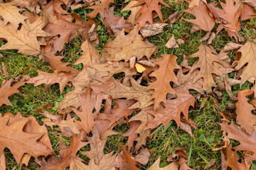 Fallen oak foliage in the autumn season