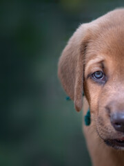 artistic portrait of a dog puppy with blue eye