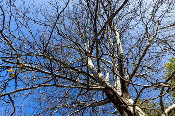 Yellowing birch foliage in October