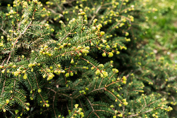 plant green background with branches of a coniferous tree with young spring bunches of needles close-up Spruce, larch or cedar copy space Botanical garden and landscape