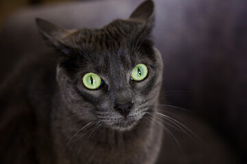 Naklejka premium Grey cat with green eyes looking at camera. Ideal pet for children. Faithful companion.