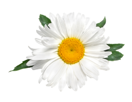 Beautiful chamomile flower