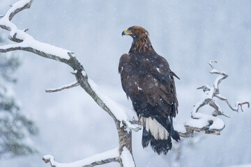Golden Eagle (Aquila chrysaetos)