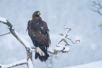 Golden Eagle (Aquila chrysaetos)