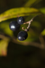 Frangula rhamnus bush branches with ripe black berries in sunlight on blurry forest background, soft focused macro shot