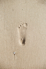 Footprint of a small child in wet sand on a sunny beach.