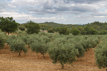 Fototapeta na wymiar Champs d'oliviers à perte de vue en Provence, France
