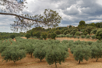 Fototapeta na wymiar Champs d'oliviers à perte de vue en Provence, France