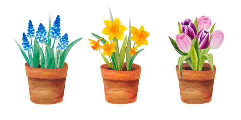 watercolor illustration of spring flowers in terracot flowerpot