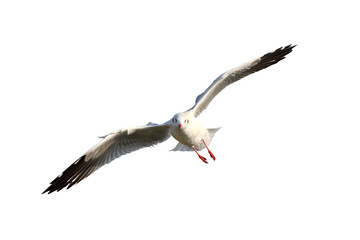 Obraz premium Beautiful seagull flying isolated on transparent background. 