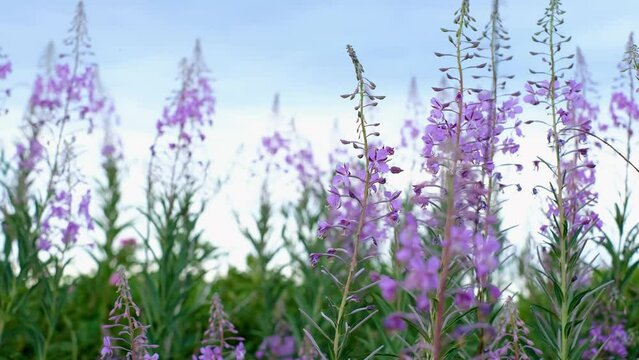 Fireweed or rosebay willow herb moving in light wind. Close-up of beautiful violet pink blossoming fireweed flowers during sunny summer day. Summer background. Nordic summer nature.