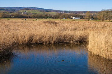 View of reeds near Wiesbaden-Schierstein/Germany in spring