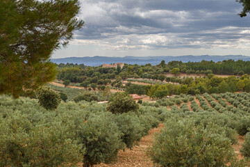 Champs d'oliviers à perte de vue en Provence, France