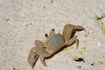 Sand crab on caribbean beach