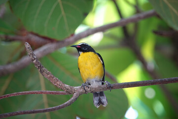 Caribbean Bananaquit perched on a branch
