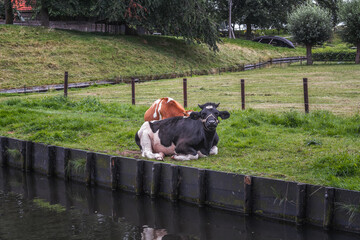 Two cows rest on the grass near the old canal. - 564677406
