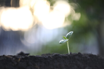 Green Growing cantaloupe plant with dark brown solid