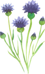 Wild field flowers. Botanical illustration. Watercolor clipart.