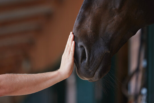 Friendship between man and his horse. Human hand stroking horse head in stable..