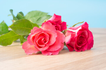 one scarlet rose on wood table, copy space for text, blur background