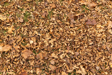 Autumn foliage on trees in Europe