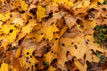 Orange maple foliage after wind and leaf fall