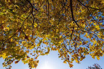 Bright maple foliage illuminated by sunlight