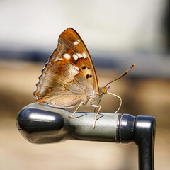 Butterfly macro, brown butterfly
