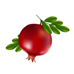 fresh pomegranate fruit 