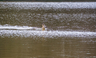 Deer swimming, lake swimming roe © Florian