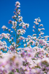 blossom in spring