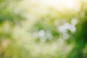 Abstract green blurred bokeh background from trees with sunlight in the botanic garden park, out of...