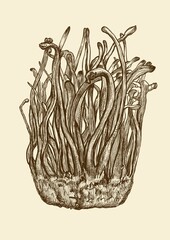 Cordyceps Sinensis Drawing Hand Drawn, CHONG CAO, DONG CHONG XIA CAO or mushroom cordyceps.