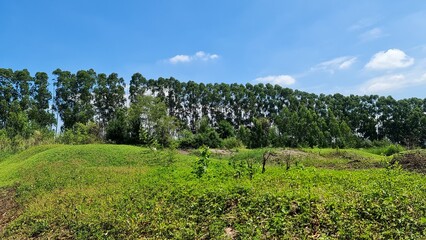 field of tree background for wallpaper and artwork