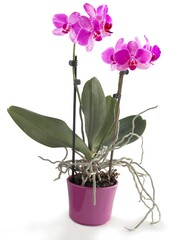 Naklejka na ściany i meble pretty purple orchid Phalaenopsis isolated close up