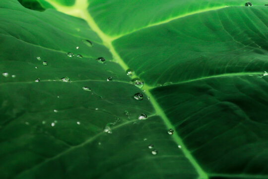 water on the taro leaves