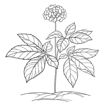 Outline Panax ginseng or Chinese ginseng plant in black isolated on white background. 