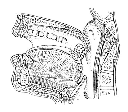 Human tonsil anatomy drawing - throat, tongue - detailed black and white illustration - human organ	